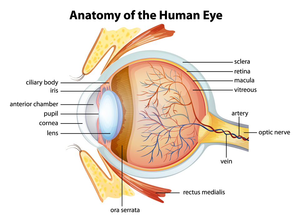 Internal Eye Anatomy